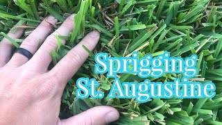 Can you SPRIG St Augustine [upl. by Ilwain448]