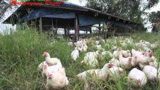 OrganicNatural Farming FreerangePastured Chicken [upl. by Fremont]