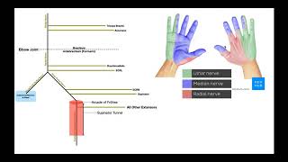 Radial Nerve Overview  Branches amp Functions [upl. by Antonino319]