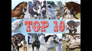 Best horse dance in pakistan Top 10 [upl. by Idnahs498]