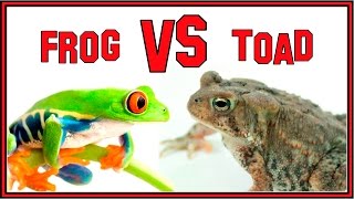 The Difference Between Frogs and Toads [upl. by Iggep736]