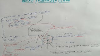 Mammary Gland Anatomy  2 Chart  TCML [upl. by Eelik]