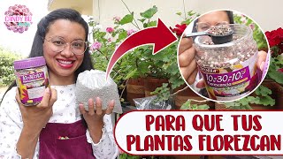 Cómo usar el ABONO TRIPLE 15 y FLORESCENCIA en las plantas│Candy Bu [upl. by Adrienne765]