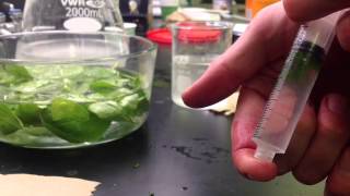 Photosynthesis in Leaf Disks Experiment [upl. by Tonya653]