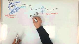 Protein Synthesis and the Rough Endoplasmic Reticulum [upl. by Adhern838]