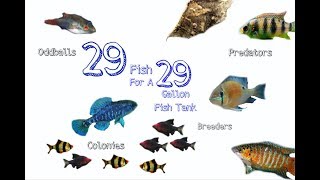 29 Stock Ideas For A 29 Gallon Aquarium [upl. by Samtsirhc268]