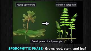 Characteristics and Reproduction in Pteridophyte [upl. by Kirimia]