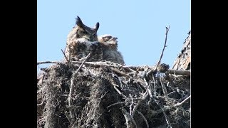 Floridas Owls  Whoo Is Making That Sound [upl. by Myrwyn450]