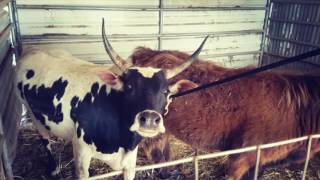 Halter Training an Adult Mini ZebuLonghorn Cow [upl. by Asereht787]