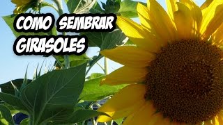 Como Sembrar Girasoles  La Huerta de Ivan [upl. by Leahicm]