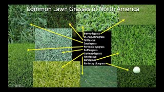 Which grass should I plant on my lawn Part 1 Introduction and Northern US and Canada [upl. by Annais]