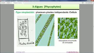 Les thallophytes  Les Algues [upl. by Tegan]