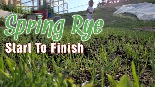 How To Grow New Perennial Rye Grass From Seed In The Spring [upl. by Ob]