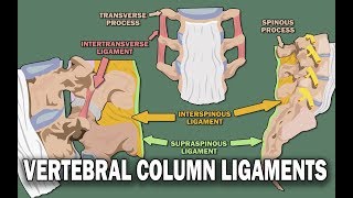 VERTEBRAL COLUMN ANATOMY 22  Ligaments and the Spinal Cord [upl. by Evyn]