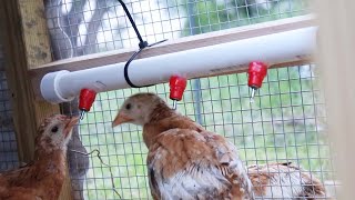 DIY PVC Pipe Chicken Waterer [upl. by Anilak688]