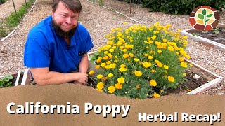 The Medicinal Benefits of California Poppy Herbal Recap with Doc Jones [upl. by Eivol]