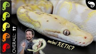 Super Dwarf Reticulated Python The Best Pet Snake [upl. by Rothschild]