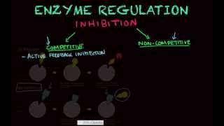 Enzyme Regulation  Biology tutorial [upl. by Hrutkay561]