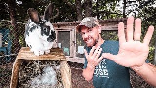 5 Mistakes to Avoid When Raising Rabbits [upl. by Sukram17]