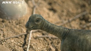 Baby Tambatitanis vs Tyrannosaurus  DINOSAURS [upl. by Anurb]