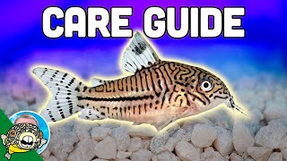 Cory Catfish Care Guide  Aquarium CoOp [upl. by Eniamor]