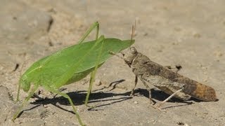 La sauterelle et le criquet  The Katydid and the Grasshopper [upl. by Valenza]