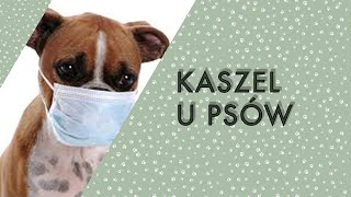 KASZEL KENELOWY U PSÓW [upl. by Peale913]