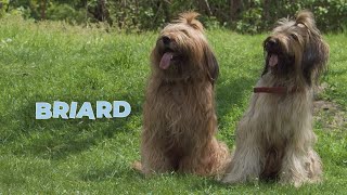 Briard Dog Breed Information 101 [upl. by Nyraa]