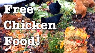 Chickens  Ideas for Feeding for FREE [upl. by Fernanda]