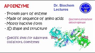 Enzymes Structure and Properties [upl. by Koh268]