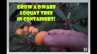 Dwarf Loquat Fruit Tree in Container [upl. by Idnak767]