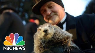 Punxsutawney Phil Makes Groundhog Day 2021 Prediction  NBC News [upl. by Rehtul]