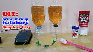 HOW TO DIY brine shrimp hatchery  Simple amp Easy yet Very Efficient Artemia Cysts [upl. by Stormy111]