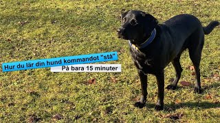 Hundträning  Lär din hund quotStåquot [upl. by Euqilegna]