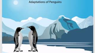 06 Adaptations of animals in polar regions [upl. by Donald]