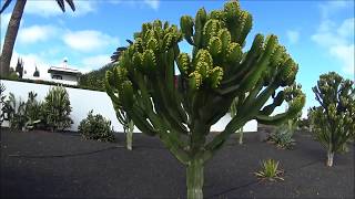 COSTA TEGUISE  Hotel BlueBay  Lanzarote [upl. by Ellirehs]