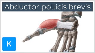 Abductor pollicis brevis muscle  Oamp I Function amp Innervation  Anatomy  Kenhub [upl. by Gurias]