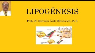 LIPOGÉNESIS [upl. by Eirruc]