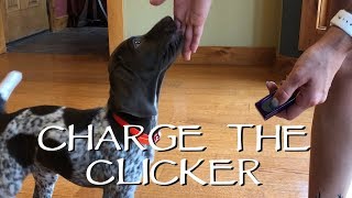 First Step With Your New Puppy  Clicker Training [upl. by Fording]