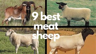 The 9 Best Sheep Breeds for Meat [upl. by Rehotsirhc511]