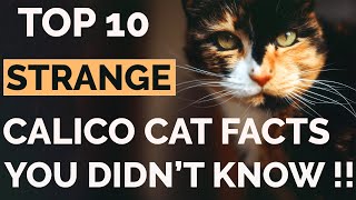 Top 10 Calico Cat Facts That Will Amaze You   Calico Cat Personality [upl. by Ihsar]