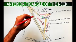 The Anterior Triangle of the Neck  Boundaries ❌ Subdivisions  Anatomy Tutorial [upl. by Shewchuk366]