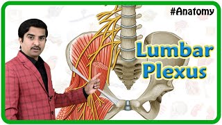 The Lumbar Plexus  Gross Anatomy [upl. by Tierney]