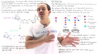 Glycosyltransferases and ABO Blood Groups [upl. by Ecirtel]