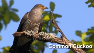 Cuckoo Bird Song and Pictures  Common Cuckoo [upl. by Mast284]