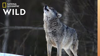 Wolves 101  Nat Geo Wild [upl. by Ariaec]