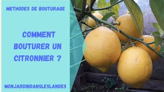 Comment bouturer un citronnier   Monjardindansleslandes [upl. by Retsae]