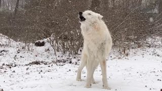 Arctic Wolf Atka Howls in the Snow [upl. by Shuman276]