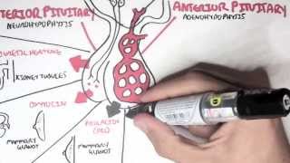 Endocrinology  Overview [upl. by Viki]