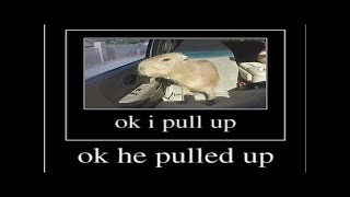 ok i pull up capybara version [upl. by Des]